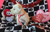 Charlie, a male West Highland White Terrier for sale in Kit Carson, CO – Photo 7 of 7