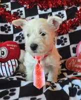 Charlie, a male West Highland White Terrier for sale in Kit Carson, CO – Photo 3 of 7