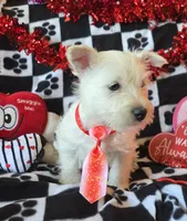 Charlie, a male West Highland White Terrier for sale in Kit Carson, CO – Photo 4 of 7