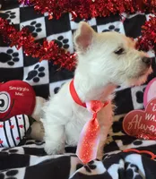 Charlie, a male West Highland White Terrier for sale in Kit Carson, CO – Photo 5 of 7