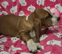 Sugar, a female Basset Hound for sale in Kit Carson, CO – 6 of 9