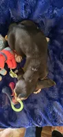 Winston, a male Basset Hound for sale in Kit Carson, CO – 3 of 7