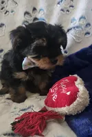 Fonzi, a male Yorkshire Terrier for sale in Kit Carson, CO – 6 of 10