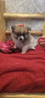 Tika, a female Pomeranian for sale in Kit Carson, CO – 2 of 5