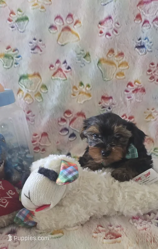 Sir Naps-A-lot – Yorkshire Terrier puppy for sale in Kit Carson, CO