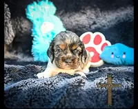 Charlie, a male Cocker Spaniel for sale in Kit Carson, CO – 3 of 5