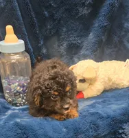 Felix, a male Peekapoo for sale in Kit Carson, CO – 7 of 9