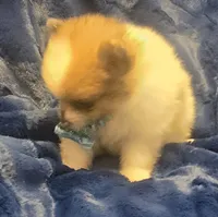 Oso, a male Pomeranian for sale in Kit Carson, CO – 8 of 8