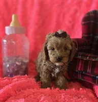 Molly, a female Cockapoo for sale in Kit Carson, CO – 3 of 10
