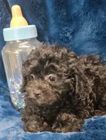 Franklin, a male Peekapoo for sale in Kit Carson, CO – 9 of 10