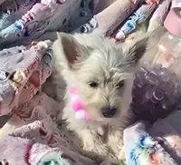 Misty, a female West Highland White Terrier for sale in Kit Carson, CO – 3 of 5
