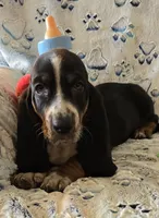 Otis, a male Basset Hound for sale in Kit Carson, CO – 5 of 10