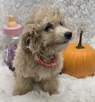 Tiffany, a female Poochon for sale in Kit Carson, CO – 2 of 10