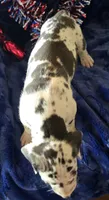 Goliath, a male Great Dane for sale in Kit Carson, CO – 8 of 10