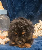 Felix, a male Peekapoo for sale in Kit Carson, CO – 5 of 9