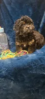 Freddy, a male Peekapoo for sale in Kit Carson, CO – 4 of 7