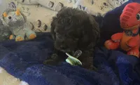 Teddy, a male Cockapoo for sale in Kit Carson, CO – 4 of 10