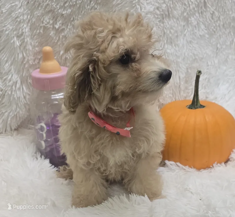Tiffany – Poochon puppy for sale in Kit Carson, CO