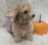Tiffany, a female Poochon for sale in Kit Carson, CO – 1 of 10
