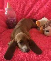 Ruby, a female Basset Hound for sale in Kit Carson, CO – 7 of 9