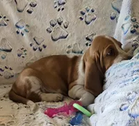 Henry, a male Basset Hound for sale in Kit Carson, CO – 2 of 7