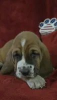 Jethro, a male Basset Hound for sale in Kit Carson, CO – 8 of 10