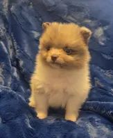 Rockit, a male Pomeranian for sale in Kit Carson, CO – 3 of 10
