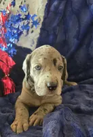 Loki, a male Great Dane for sale in Kit Carson, CO – 5 of 9