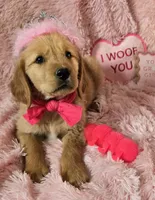 Skye, a female Golden Retriever for sale in Kit Carson, CO – 5 of 10