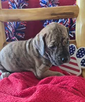 Dakota, a female Great Dane for sale in Kit Carson, CO – 4 of 10