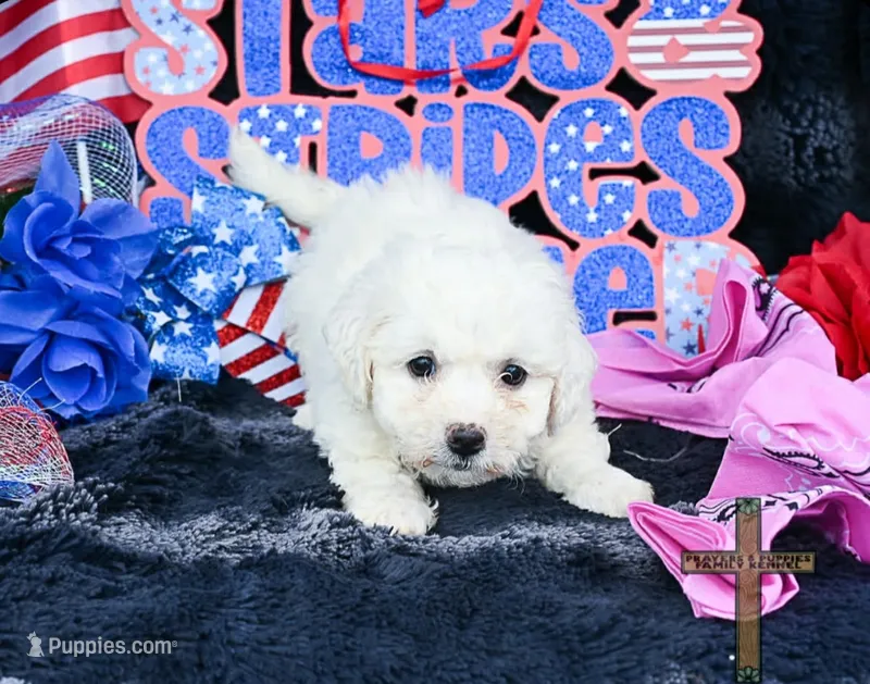Bailey – Bichon Frise puppy for sale in Kit Carson, CO