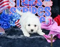 Bailey, a female Bichon Frise for sale in Kit Carson, CO – 1 of 2