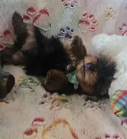 Sir Naps-A-lot, a male Yorkshire Terrier for sale in Kit Carson, CO – 8 of 10