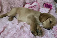Skye, a female Golden Retriever for sale in Kit Carson, CO – 10 of 10