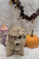 Tiffany, a female Poochon for sale in Kit Carson, CO – 8 of 10