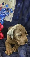 Loki, a male Great Dane for sale in Kit Carson, CO – 4 of 9