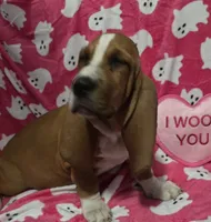 Sugar, a female Basset Hound for sale in Kit Carson, CO – 1 of 9
