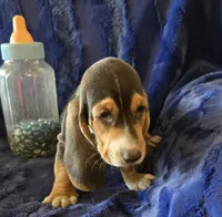 Waylon, a male Basset Hound for sale in Kit Carson, CO – 5 of 9