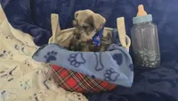 Gus, a male Miniature Schnauzer for sale in Kit Carson, CO – 2 of 10