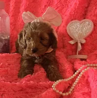 Winnie, a female Cockapoo for sale in Kit Carson, CO – 3 of 10