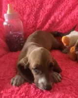 Ruby, a female Basset Hound for sale in Kit Carson, CO – 8 of 9