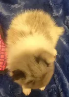 Rockit, a male Pomeranian for sale in Kit Carson, CO – 8 of 10