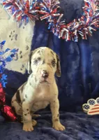 Goliath, a male Great Dane for sale in Kit Carson, CO – 7 of 10
