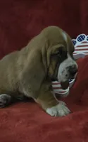 Jethro, a male Basset Hound for sale in Kit Carson, CO – 9 of 10