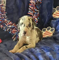 Goliath, a male Great Dane for sale in Kit Carson, CO – 10 of 10