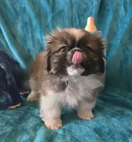 Tally, a female Pekingese for sale in Kit Carson, CO – Photo 8 of 9