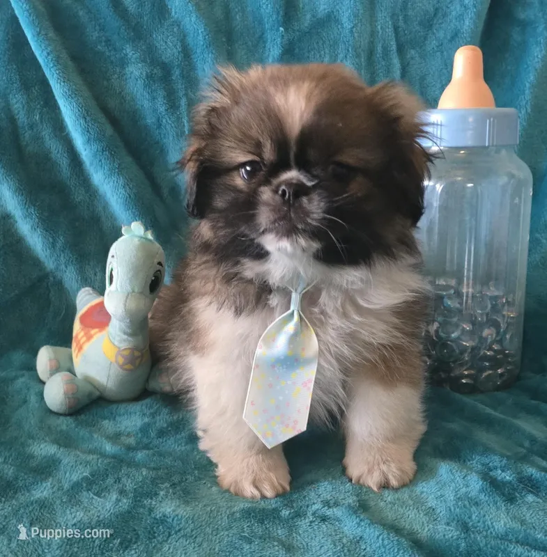 Tally, a female Pekingese for sale in Kit Carson, CO – Photo 1 of 9