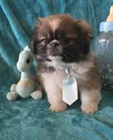 Tally, a female Pekingese for sale in Kit Carson, CO – Photo 2 of 9