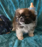 Tally, a female Pekingese for sale in Kit Carson, CO – Photo 9 of 9