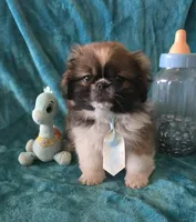 Tally, a female Pekingese for sale in Kit Carson, CO – Photo 5 of 9